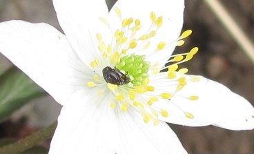 Meligethes sp. (Nitidulidae)? in accoppiamento